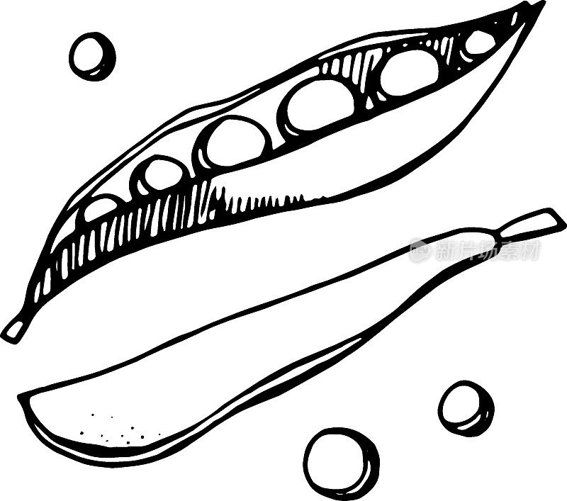豌豆，用钢笔画出来，黑色的轮廓带着孵化