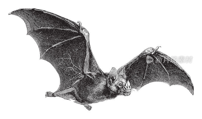 吸血鬼-蝙蝠(吸血鬼光谱)-复古雕刻插图
