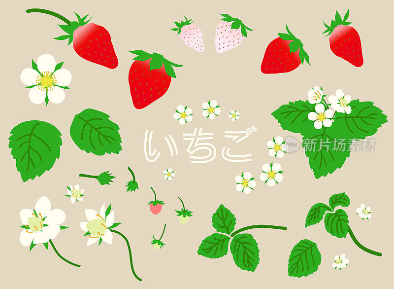这是一幅草莓叶、花和浆果的插图。