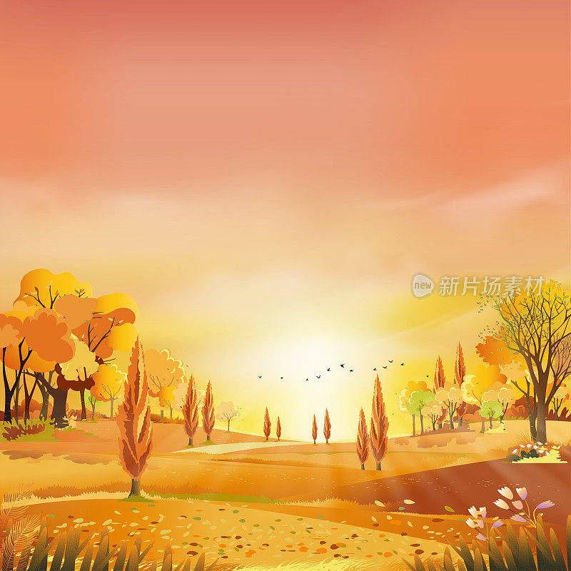 秋天的乡村景观在傍晚的光线与日落，黄色，粉色，橙色的天空背景下，向量卡通秋天的乡村与森林树木和草地与日出，背景自然的旗帜