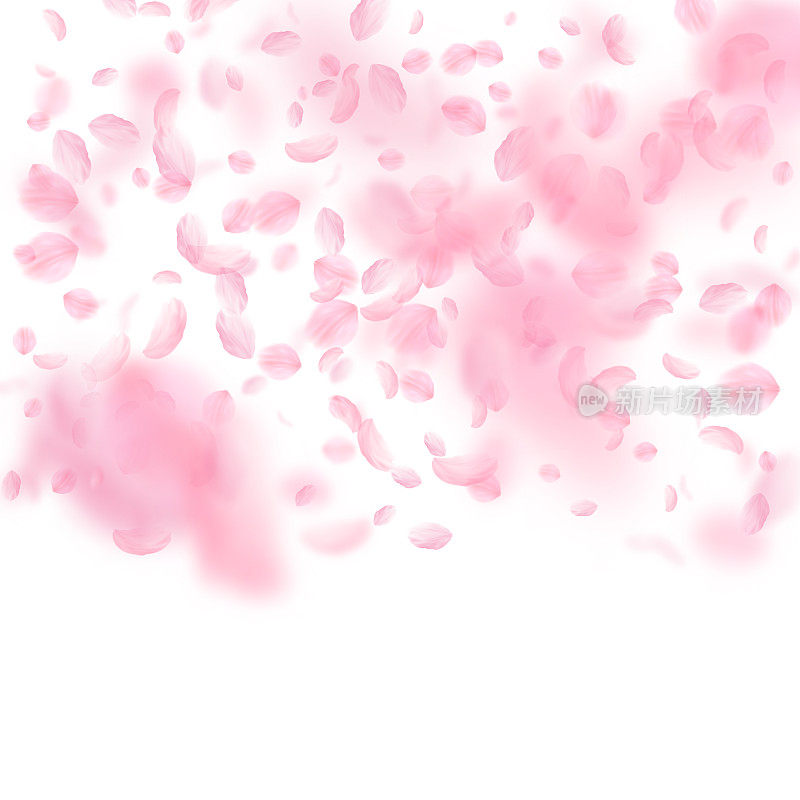 樱花花瓣飘落。浪漫的粉红色花朵梯度。飞舞的花瓣在白色的方形背景。爱情,浪漫的概念。艺术的婚礼邀请