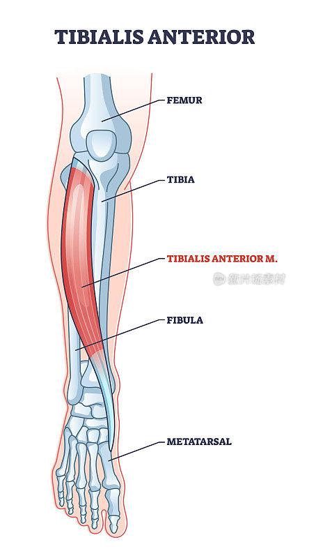 胫前肌与人体腿部骨骼结构轮廓图