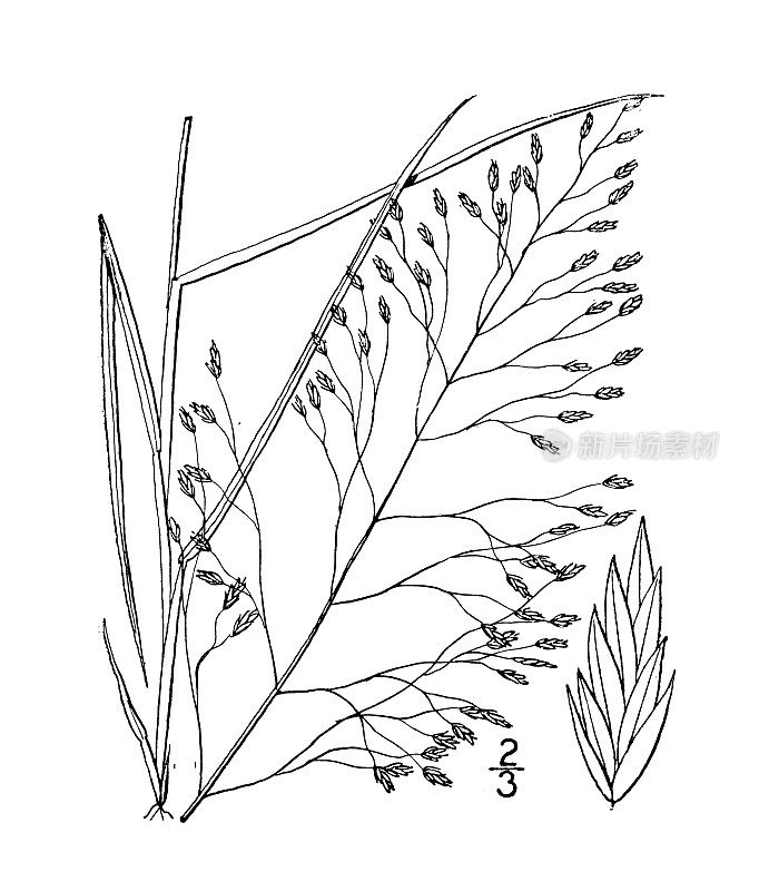 古植物学植物插图:画眉草、毛状画眉草