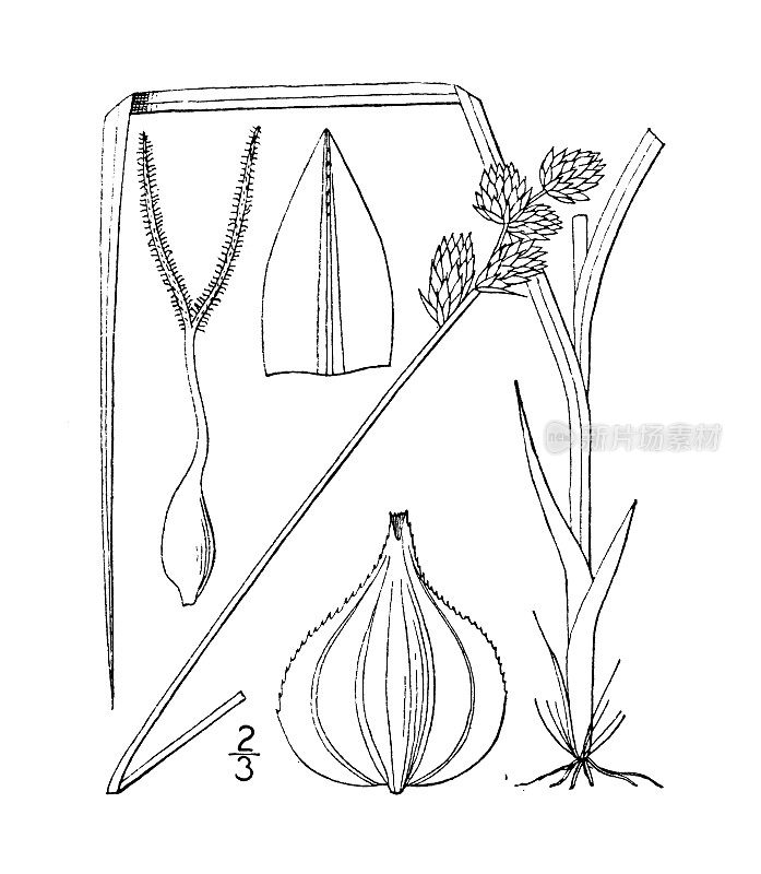 古植物学植物插图:苔草、羊茅