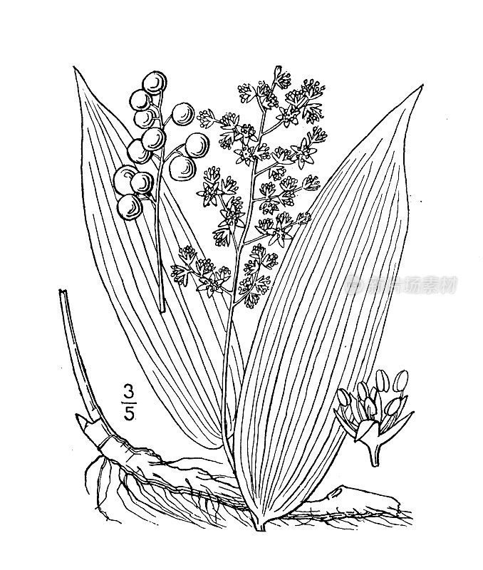 古植物学植物插图:总苞、野生穗花