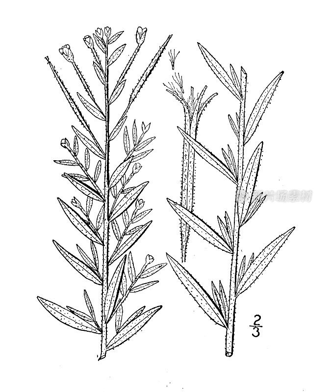 古植物学植物插图:昙花、柔柳