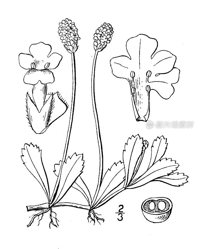 古植物学植物插图:利皮娅，匙形叶雾果