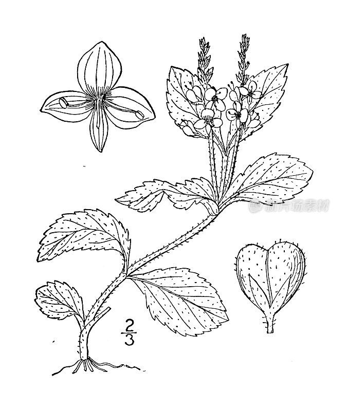 古植物学植物插图:维罗妮卡，白藜芦醇，氟林