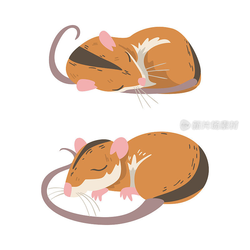 田鼠作为小啮齿动物，具有长尾和背黑色条纹拥抱和睡眠向量集