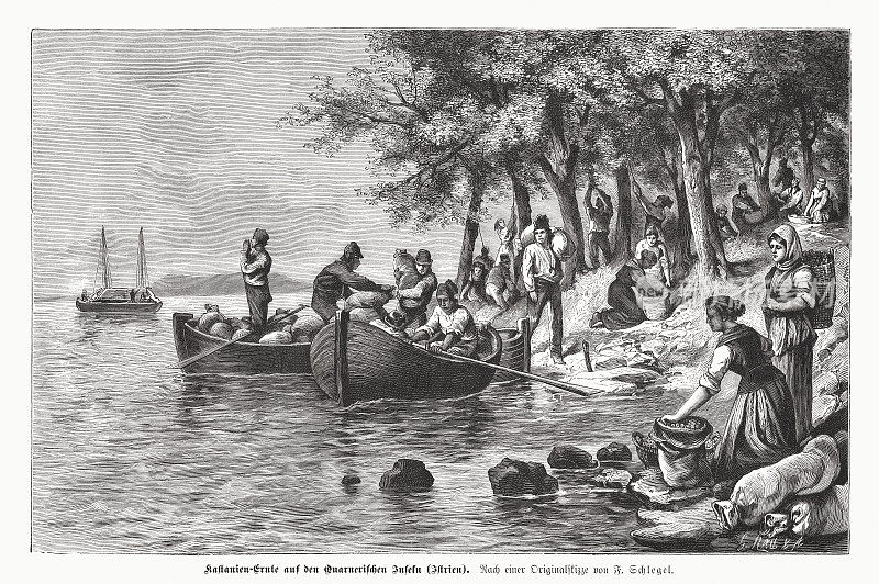 伊斯特里亚收获栗子，木刻，1885年出版