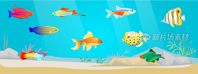 奇异鱼的海底世界。海底有海洋生物，热带鱼