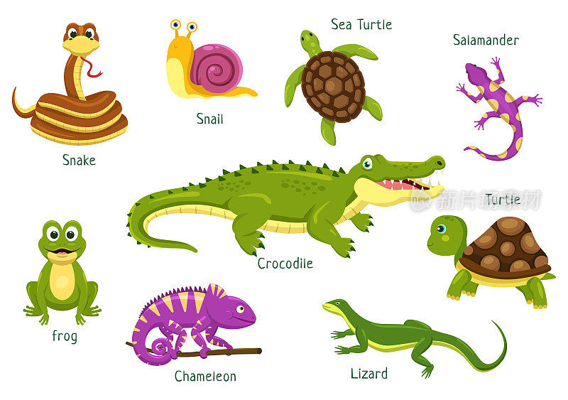 一套动物爬行动物模板手绘卡通平面插画与各种类型的爬行动物概念
