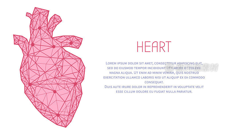 人类心血管系统器官的血液泵的现代描述。多边形人类心脏