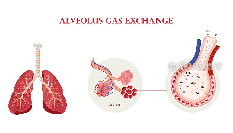 人体肺解剖、肺泡结构及气体交换方案