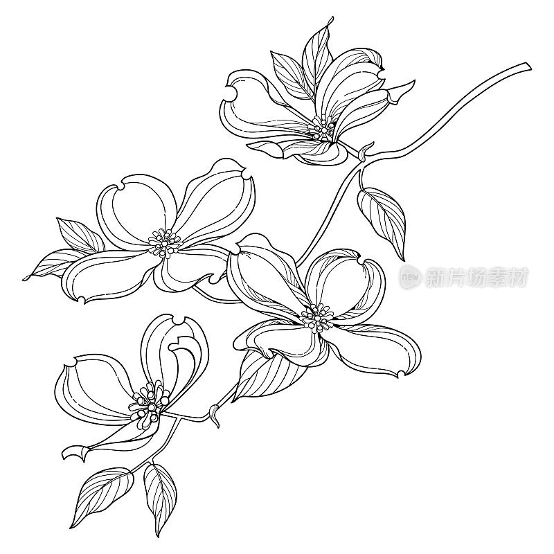 分枝轮廓美国山茱萸或山茱萸佛罗里达花和叶在黑色孤立在白色背景。