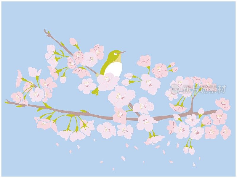 樱花和日本白眼的插图