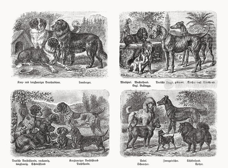 不同品种的狗，木刻，出版于1898年