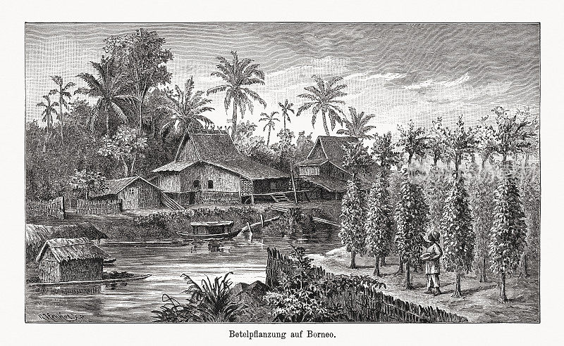 婆罗洲槟榔种植园，木版雕刻，1894年出版