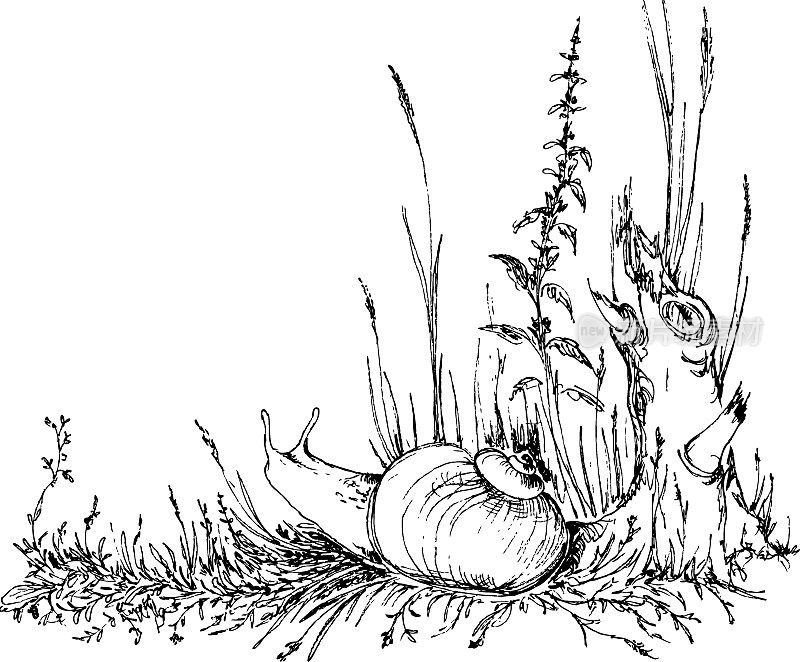草地上手绘的蜗牛