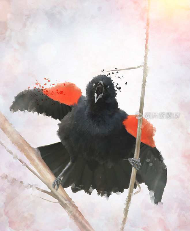 红翼黑鸟水彩