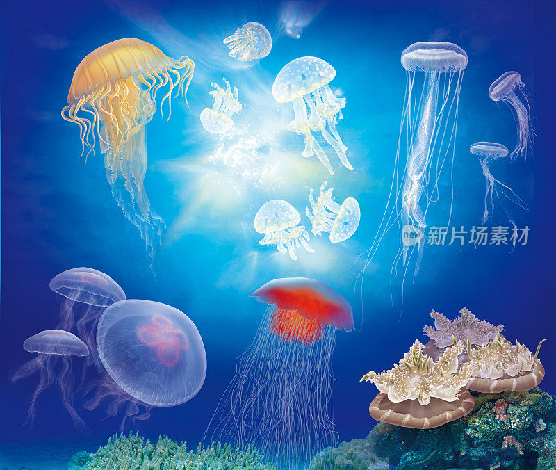 海底水母(水母)和珊瑚礁的插图