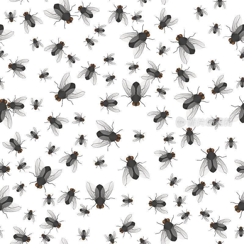 爬行大型和小型苍蝇的模式