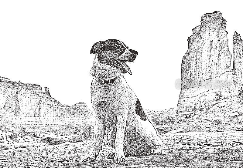 狗在拱门国家公园的肖像。公园大道。