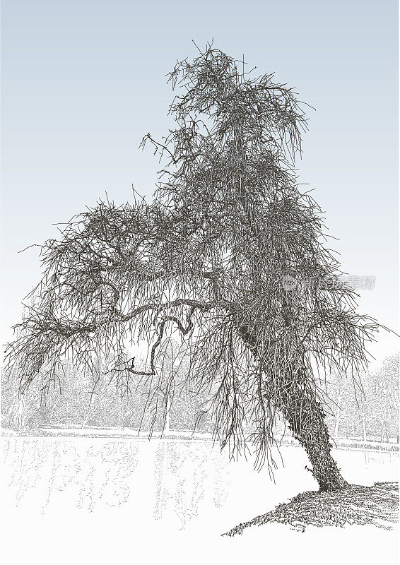 湖面上的冬季树