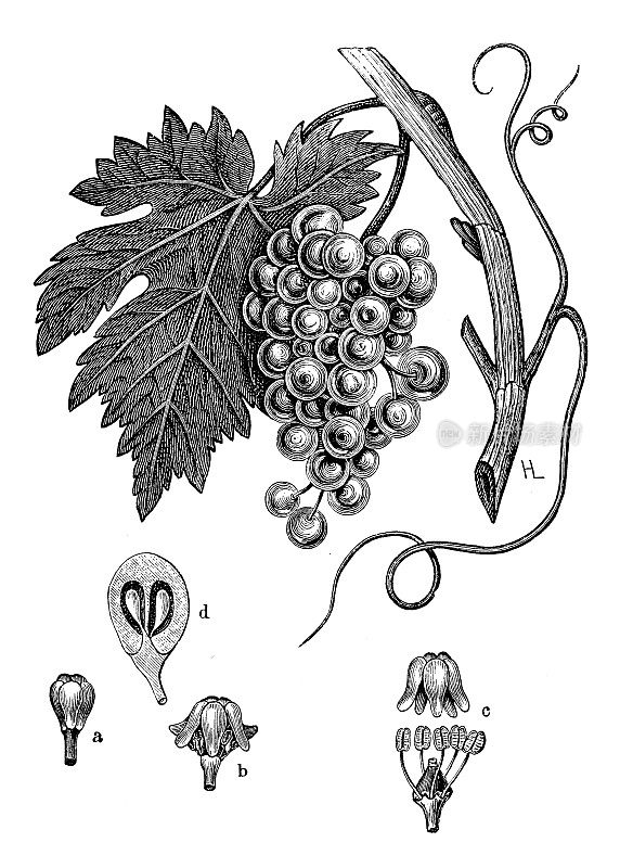 古董植物学插图:葡萄树、葡萄树