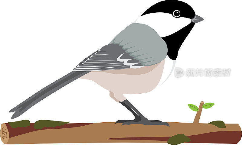 来自北美的鸟，后院的鸟，可爱的黑顶山雀载体鸟栖息在一个有地衣的树枝上，可以从鸟分离