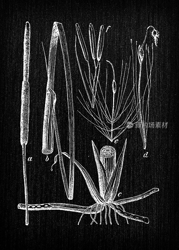 植物学植物仿古雕刻插画:宽叶香蒲(阔叶香蒲、芦苇、普通芦苇、普通香蒲、大苇、铜苇、康邦吉)