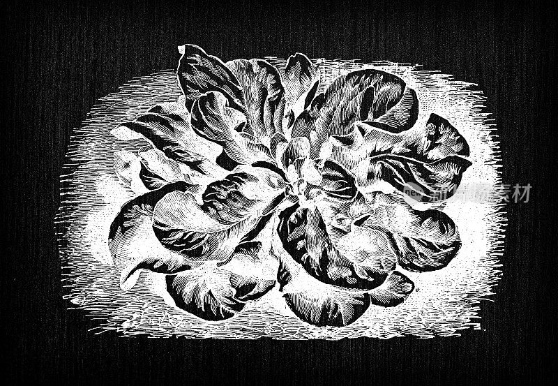 植物学蔬菜植物古董雕刻插图:玉米沙拉