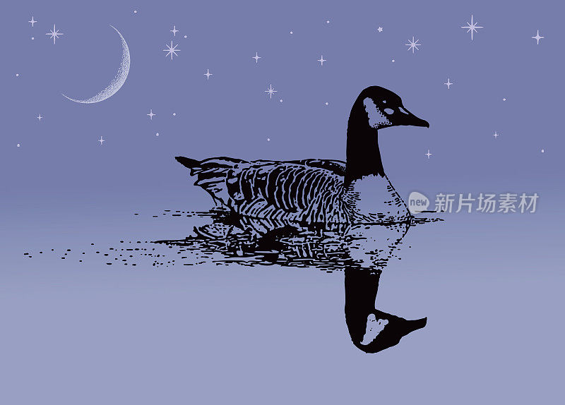 夜晚，加拿大鹅漂浮在水面上