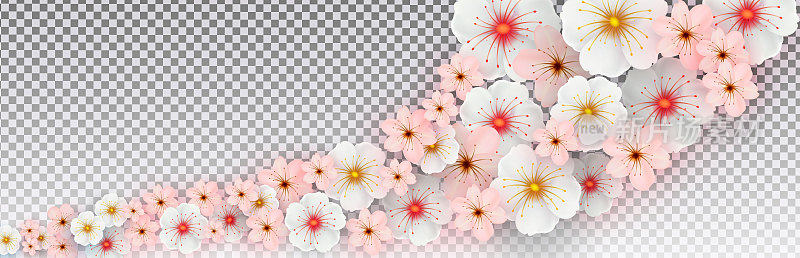 白色和粉红色的春天花朵在一个孤立的透明的背景上。模板横幅，海报，演示。向量