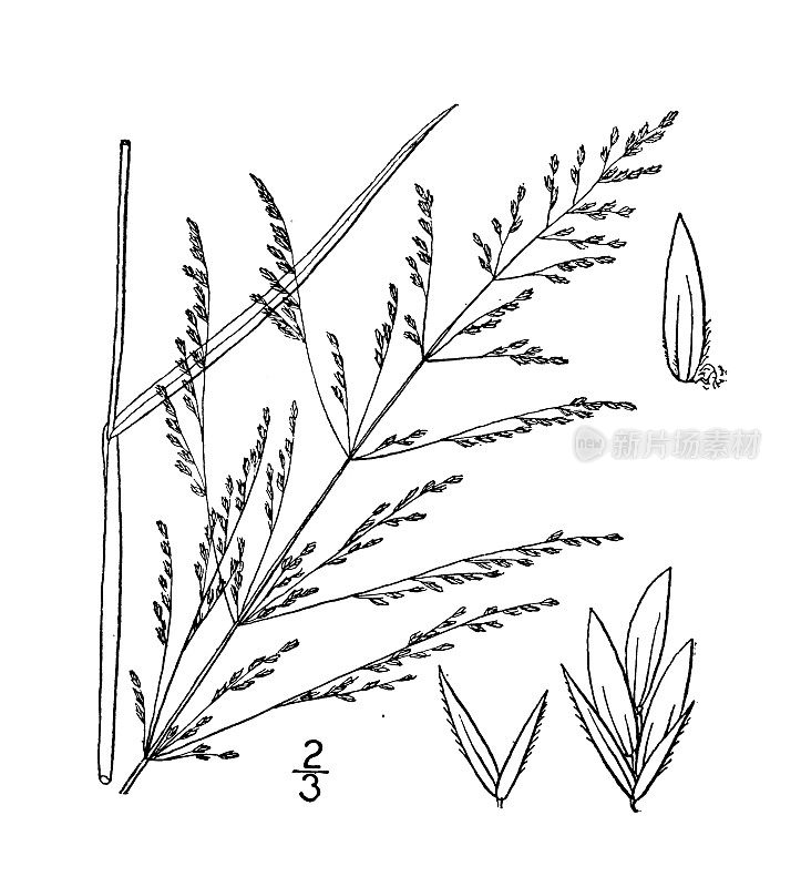 古植物学植物插图:黄花Poa，家禽草甸草