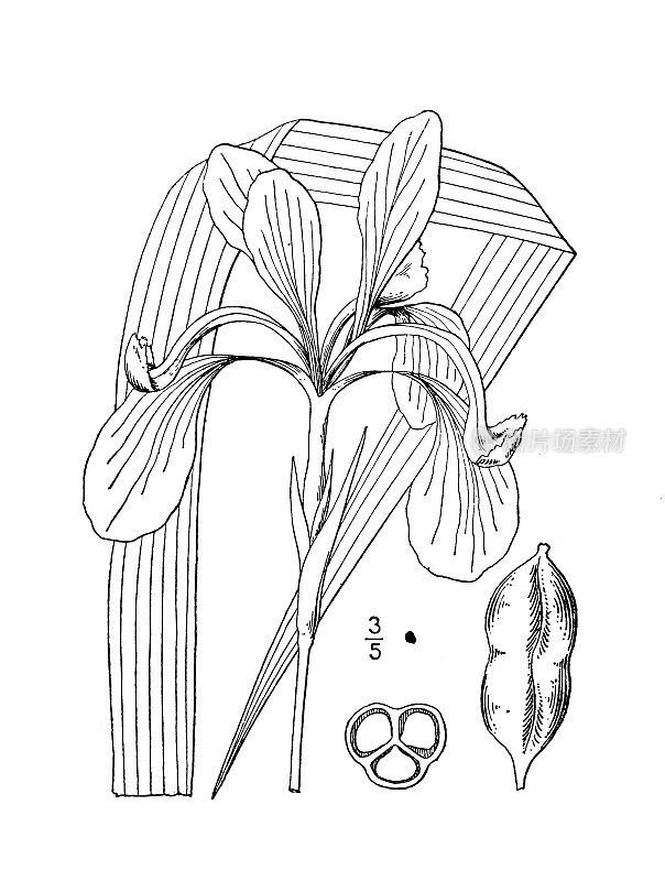 古董植物学植物插图:卡罗来纳鸢尾，卡罗来纳蓝旗