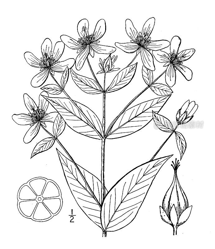 古植物学植物插图:金丝桃、大圣约翰草