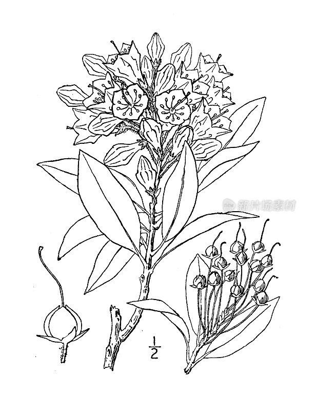 古植物学植物插图:卡尔米亚大叶，美国或山月桂