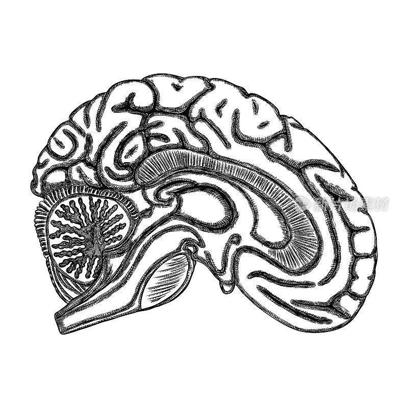 黑白勾勒出人类大脑的轮廓，手绘出逼真的器官。向量
