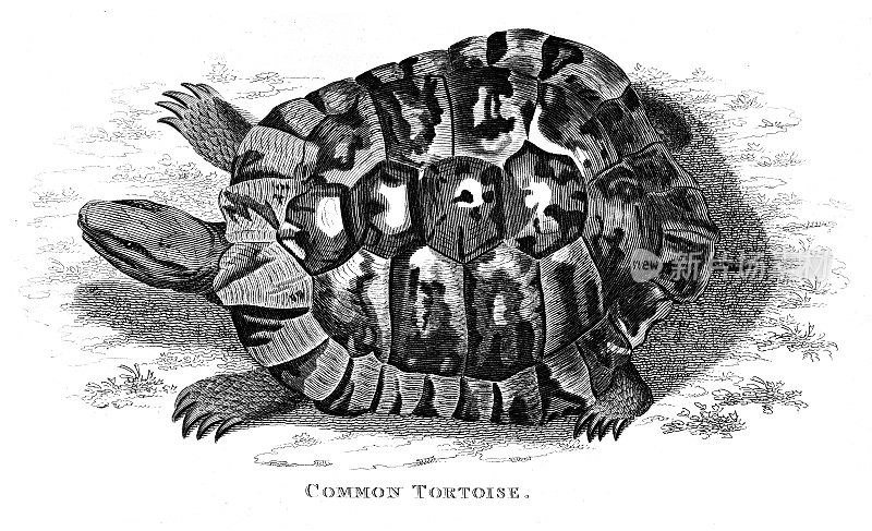 1809年雕刻的普通乌龟