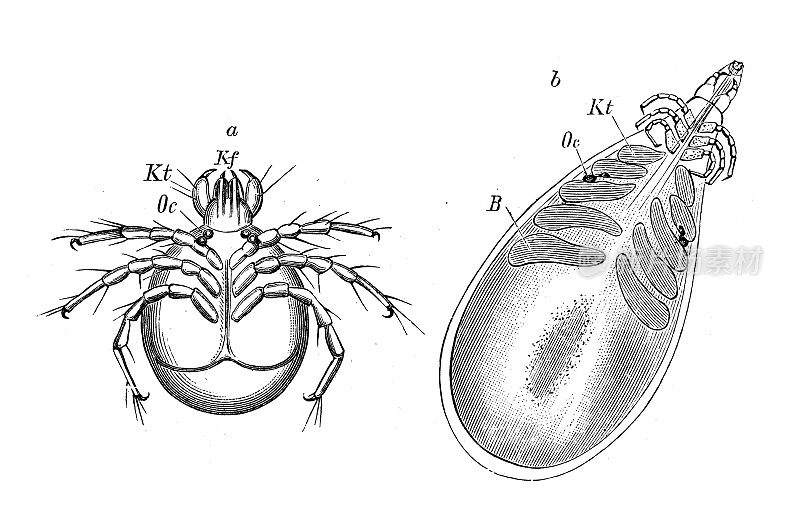 古董生物动物学图像:水螅