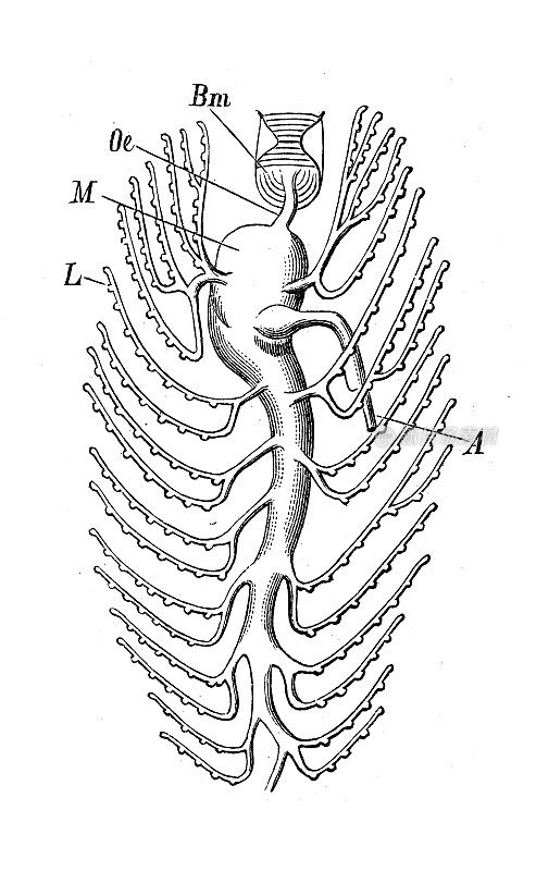 仿古生物动物学图像:风沙，肠