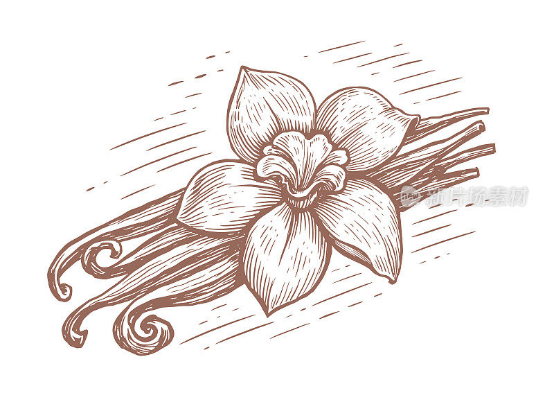 香草荚和兰花。香草，香料。手绘复古雕刻风格素描。矢量图