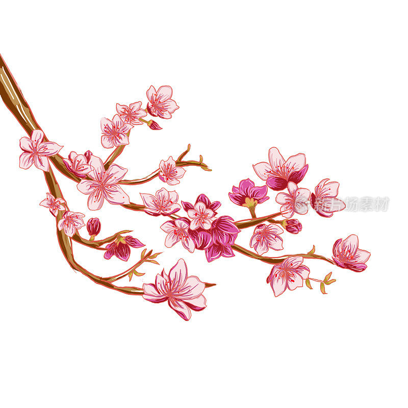 粉红色桃花水彩画插图
