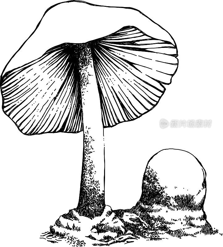 蘑菇微缩画。
