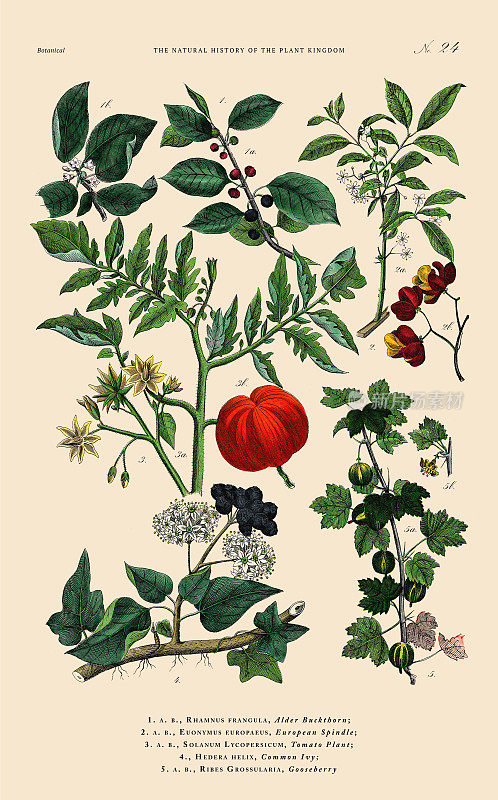 草本和开花植物，植物王国，维多利亚植物插图，大约1853年