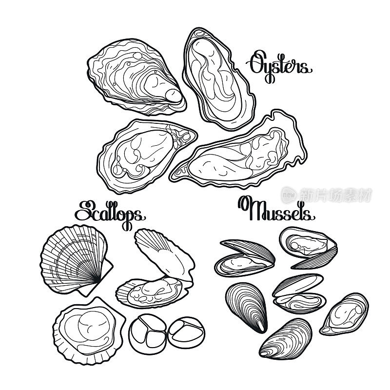 图形矢量贻贝，牡蛎和扇贝