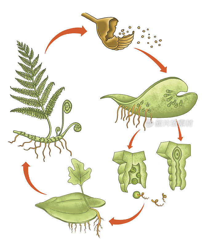 苔藓繁殖过程