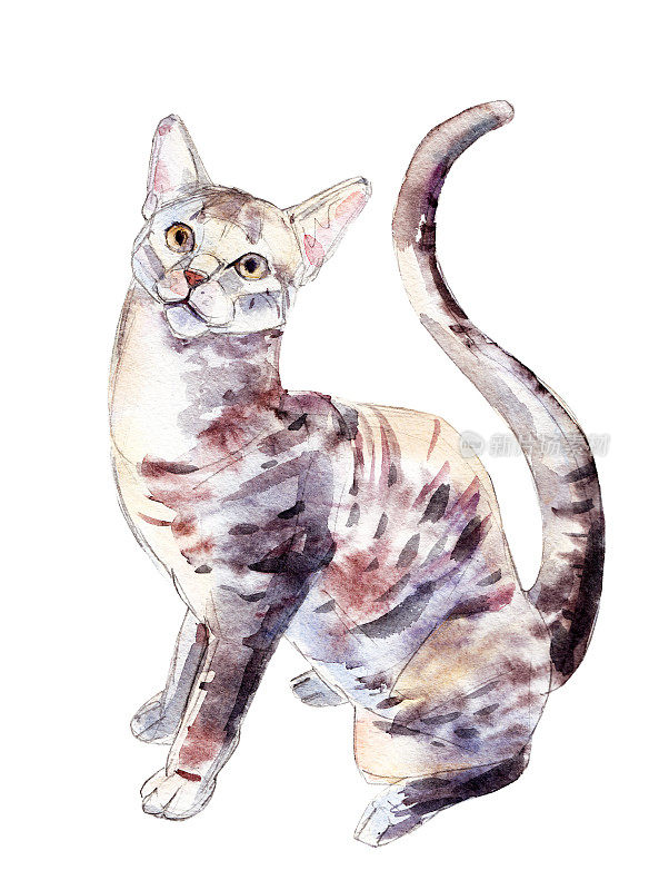 埃及猫，水彩插图孤立在白色的背景。