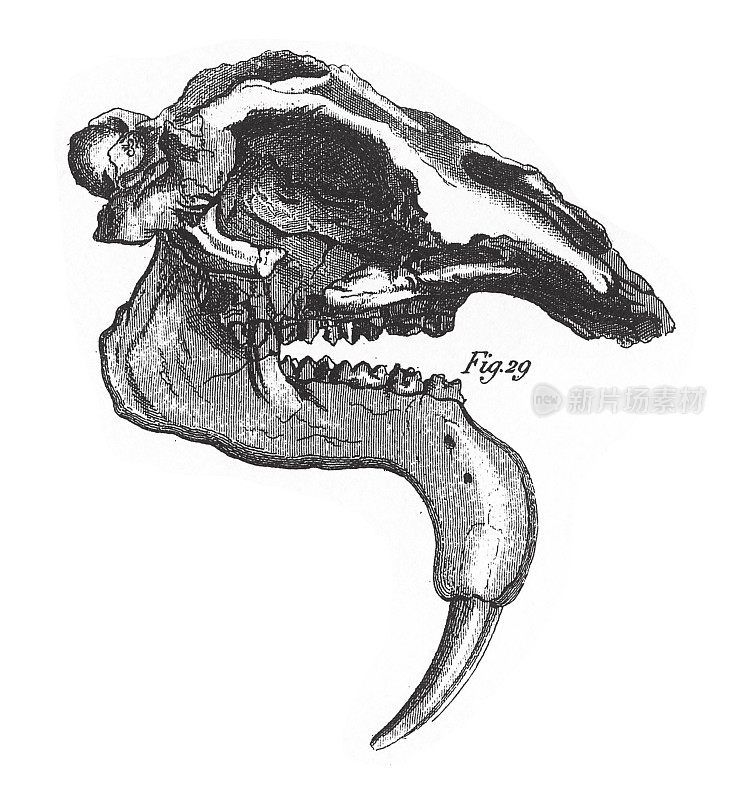 巨大Dinotherium，化石，骨骼和足迹雕刻古董插图，出版于1851年